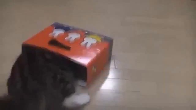 Смешные животные Смешные кошки видео смотреть бесплатно Интересное видео! смотреть онлайн