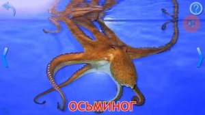 Карточки Домана Морские Обитатели