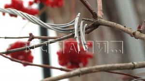 Рядом с местом, где погиб ребенок от обрыва провода, вот уже неделю лежит такой же оторванный кусок