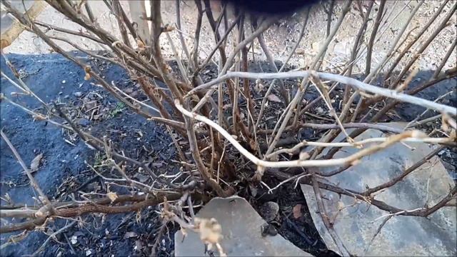 Полив, обработка смородины весной кипятком смотреть онлайн