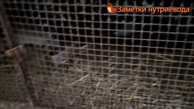 ЛОХАНУЛСЯ С СЕТКОЙ. Теперь нужно переделывать. смотреть онлайн