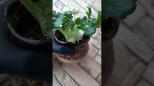 Фиалка Изумрудные розы ЕК