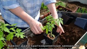 Томат Маруся