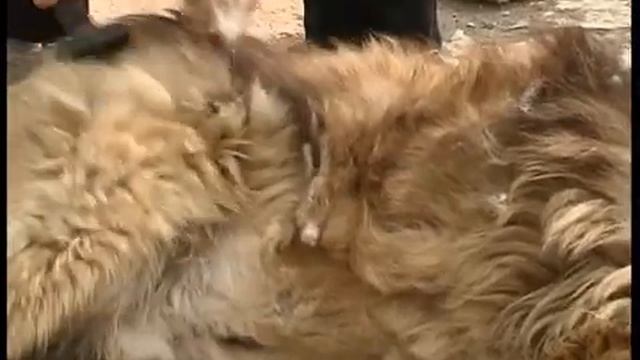 Собачья шерсть смотреть онлайн