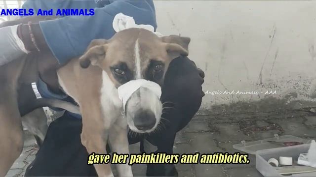 Poor dog found herself with a nasty wound infested with maggots смотреть онлайн