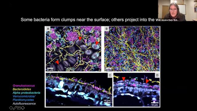 Seeing The Microbes Through The (Kelp) Forest: Jessica Mark Welch & Catherine Pfister Harper Lectur