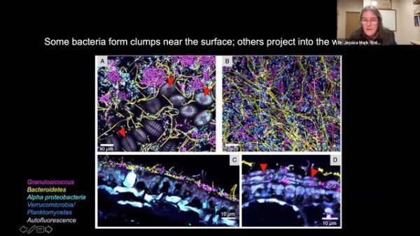 Seeing the Microbes through the (Kelp) Forest: Jessica Mark Welch & Catherine Pfister Harper Lectur