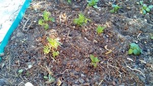 простая Клумба из бордюрной ленты