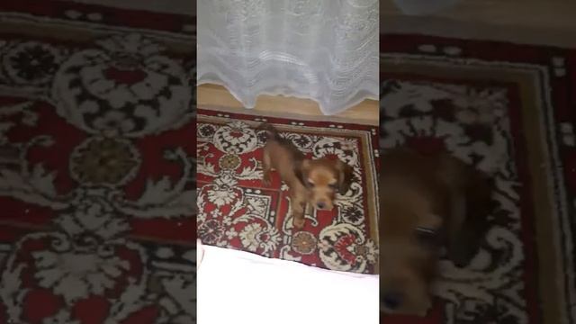 Щенок такса, маленькая злюка))