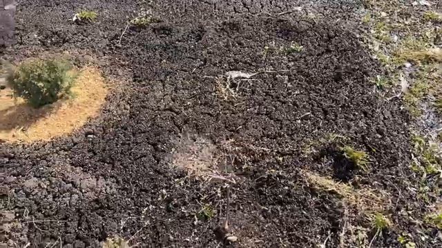 Без мужа на дачу! Почему одна? Чем занималась? Работы в саду в апреле на Урале смотреть онлайн