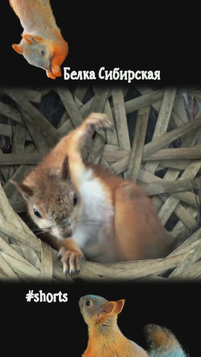 Белка чешется в лукошке