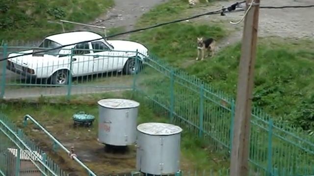 Ворона выгоняет собаку смотреть онлайн
