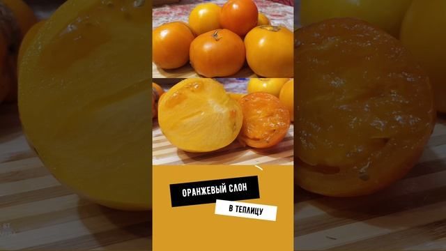 томаты// оранжевый слон смотреть онлайн