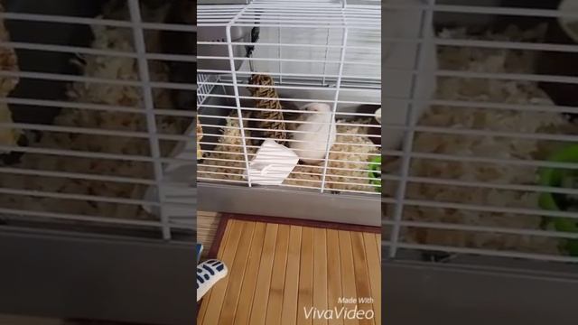 бурундук нокаутировал хомяка смотреть онлайн