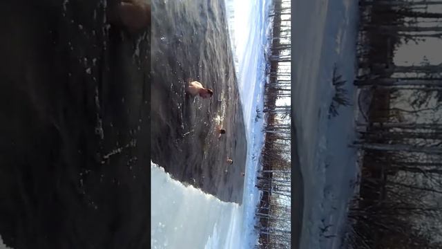 Моржи, жесть, -27°С смотреть онлайн