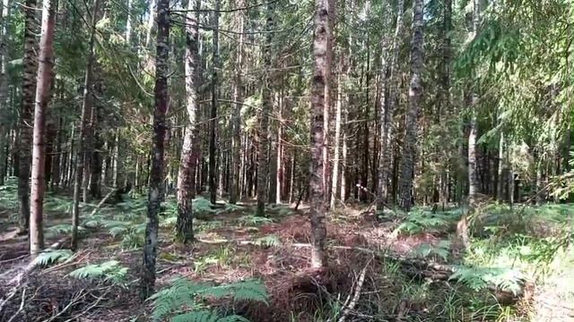Открытие нового сезона смотреть онлайн