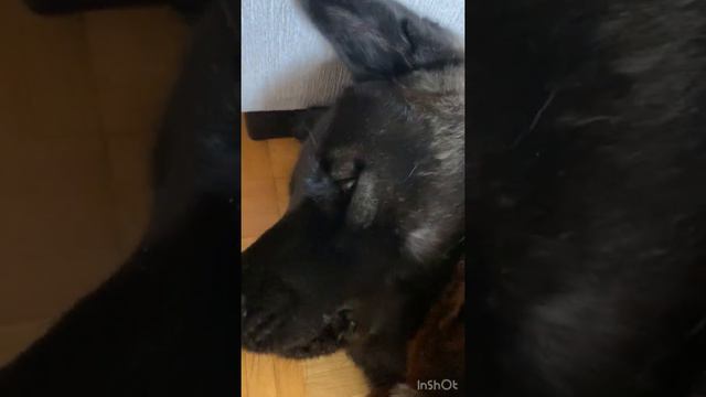 Чистим зубы Молли, снимаем камни / Команда: 