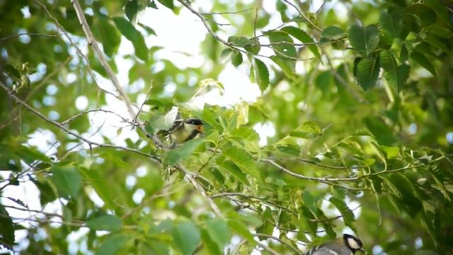 Кормление птенцов синицы смотреть онлайн