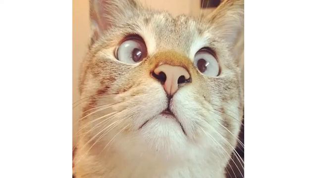 Как мяукают коровы и мычат кошки? | Обучающее видео для детей смотреть онлайн