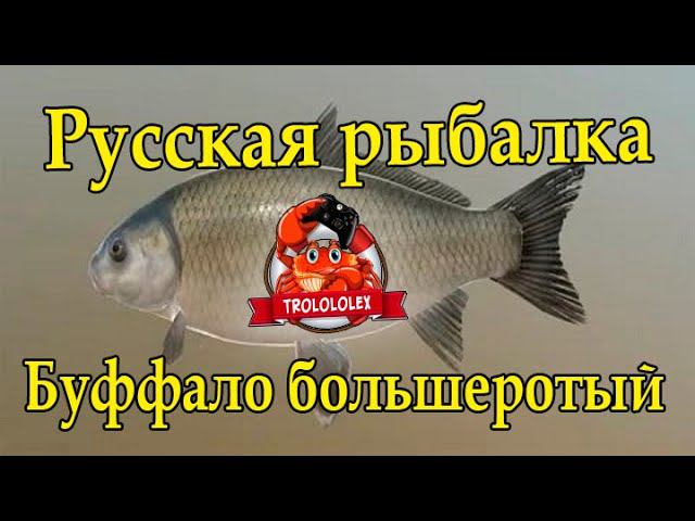 Русская рыбалка 4. Буффало большеротый. рр4. смотреть онлайн