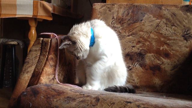 СОННАЯ КОШКА МУСЯ ЗАЛИПЛА НА НИТКУ! ВОТ МИЛАХА! смотреть онлайн