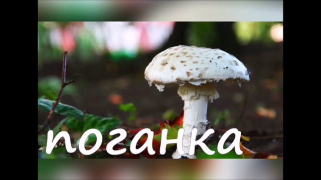 4 Грибы смотреть онлайн