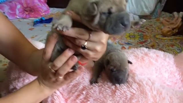 Щенки Шарпеев смотреть онлайн