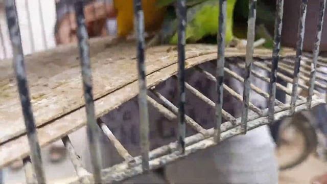 Lalukhait Birds Open Market Latest 13 August 2023 Update ||Dove Java Finch Lovebirds Hindi/Urdu смотреть онлайн