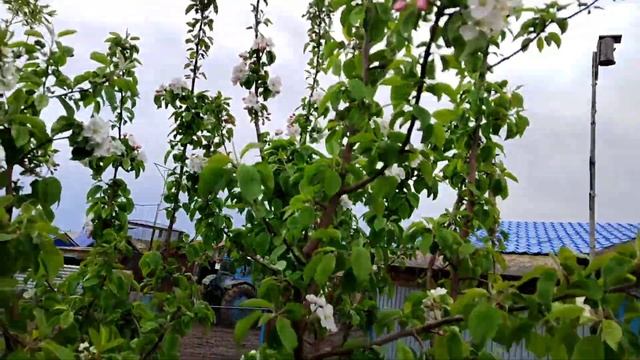 Бандероль от подписчицы . Свиньи в луже.Баден-Баден ? смотреть онлайн