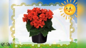 Комнатные растения