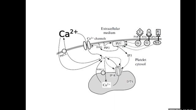 Лекция 17. Ca сигнализация смотреть онлайн