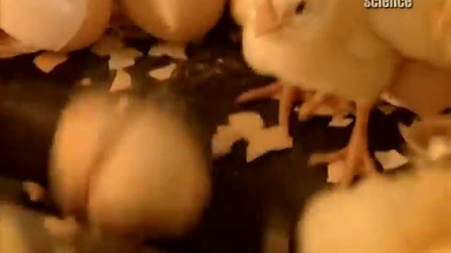 Как приготовить наггетсы быстро в домашних условиях.Руководство для новичков. смотреть онлайн