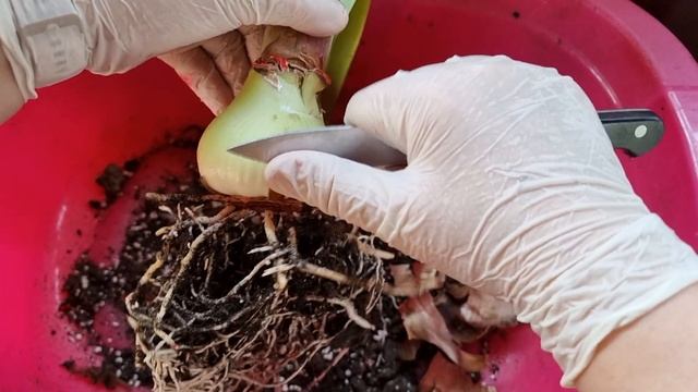 пересадка гиппеаструма  Naranja из мелкого горшка в 7 литровый