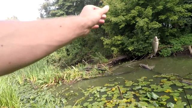 ЖОР КАРАСЯ В ЛЕСНОЙ РЕЧКЕ|ГЛУБИНА ПО КОЛЕНО А РЫБЫ МНОГО смотреть онлайн