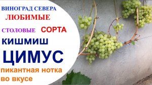 Виноград кишмиш Цимус в северном  Подмосковье 08 августа 2021 года
