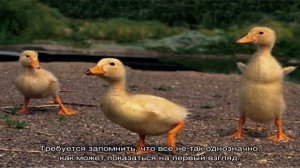 «Сонник Утка приснилась, к чему снится во сне Утка»