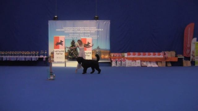 Дебют-Фристайл - Гаврилова Анна и РЧТ Денеб-Кейтос Ясна