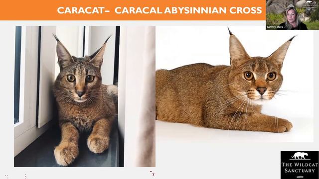 Small Cat Crisis: Behind The Beauty || The Wildcat Sanctuary смотреть онлайн