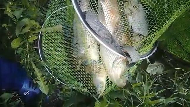 Рыбалка, пруд "Сухой-2". У нас клюет! +79374094444 смотреть онлайн