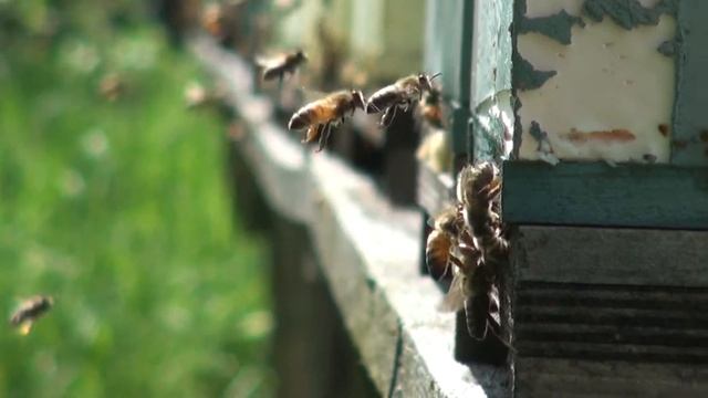 Пчелы. Жужжание пчел. Звук пчелы. смотреть онлайн