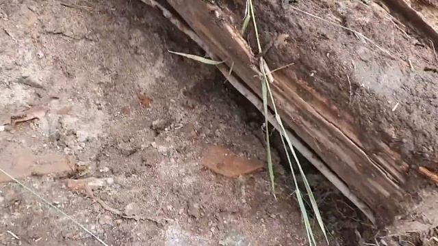 Мини-экскаватор. Делаю стоянку. Выкапываю пни планировочным ковшом. смотреть онлайн