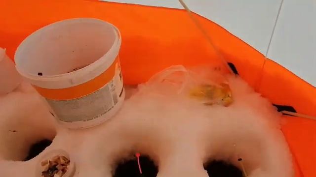 Впервые в Пурнеме, ловим навагу на новые наживки. смотреть онлайн