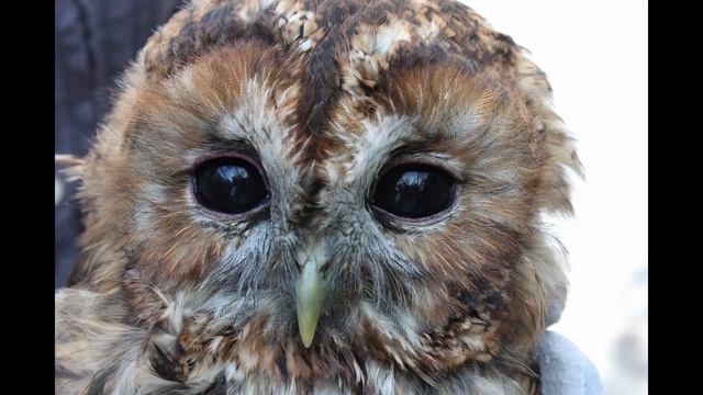 Owl Sound | Owl Sound Effects | Owl Singing | Owl Calls | Owl Noises | Nature Sounds | No Music смотреть онлайн