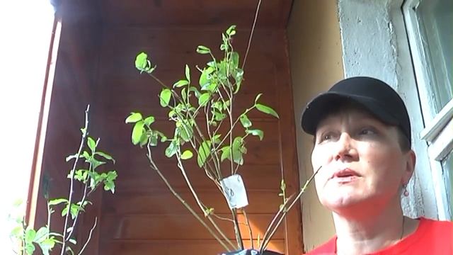 Как правильно выбрать саженцы голубики смотреть онлайн