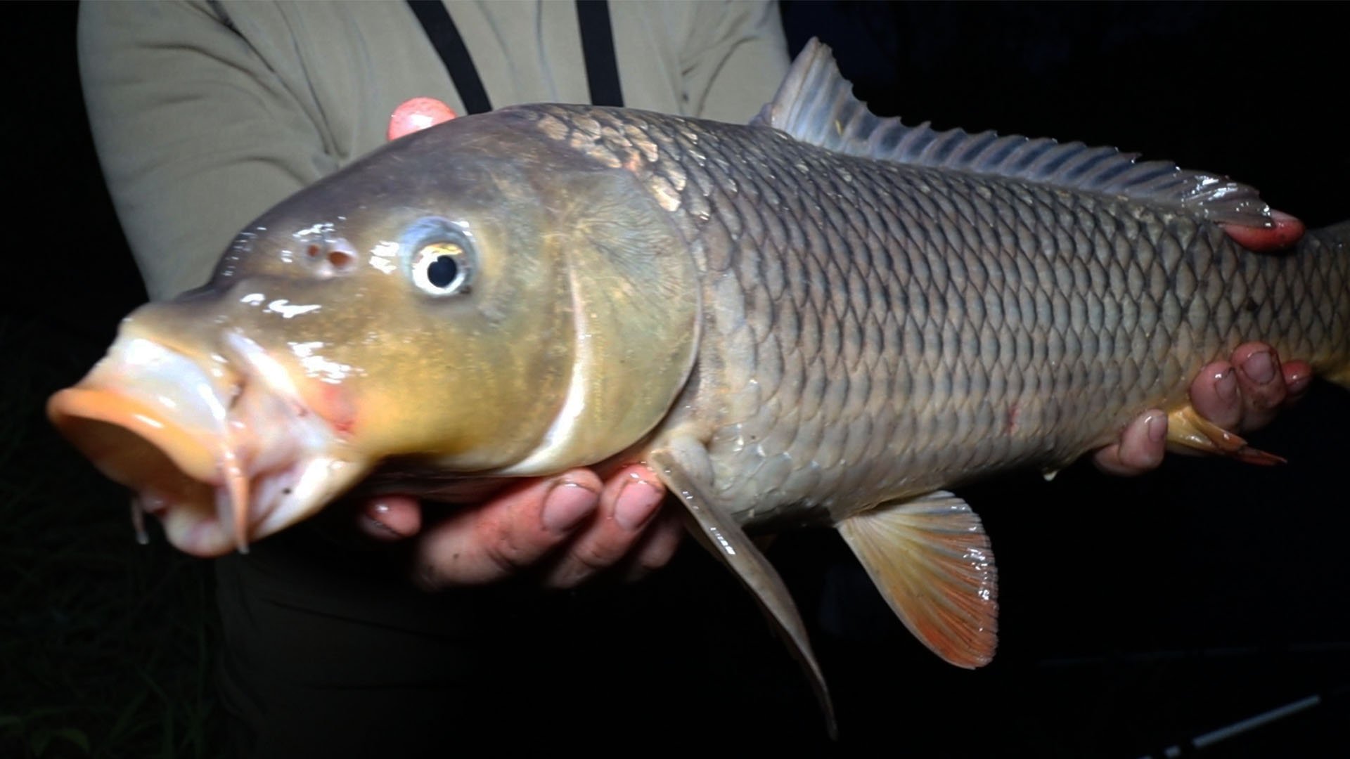 Ловлю САЗАНА с друзьями! смотреть онлайн