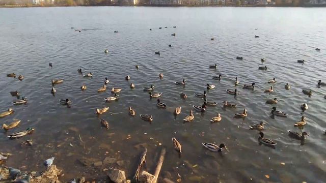 г. Лысьва. Уточки на Травянском пруду! 12.10.2020 г. смотреть онлайн