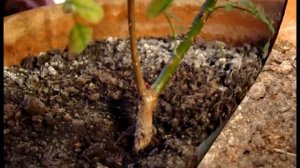 Китайские розы из семян