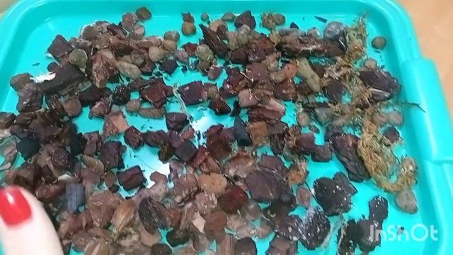 Орхидея, никак не хочет, осваивать посадки, попытка номер три. 26.10.2023. смотреть онлайн