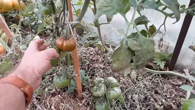 Обзор коллекции сортовых томатов 2020 года смотреть онлайн