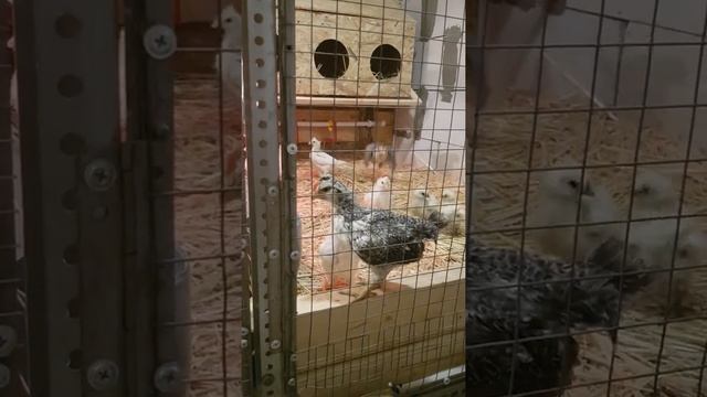 Когда петух начинает кукарекать? смотреть онлайн